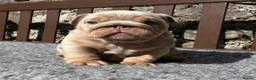 English Bulldog dogs for sale: Beautiful English bulldog puppies - Advert 20