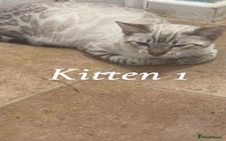 Bengal cats for sale: Stunning 3 quarter Bengals from Champion lines - Image 2