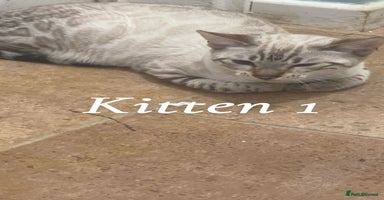 Bengal cats - Advert 10