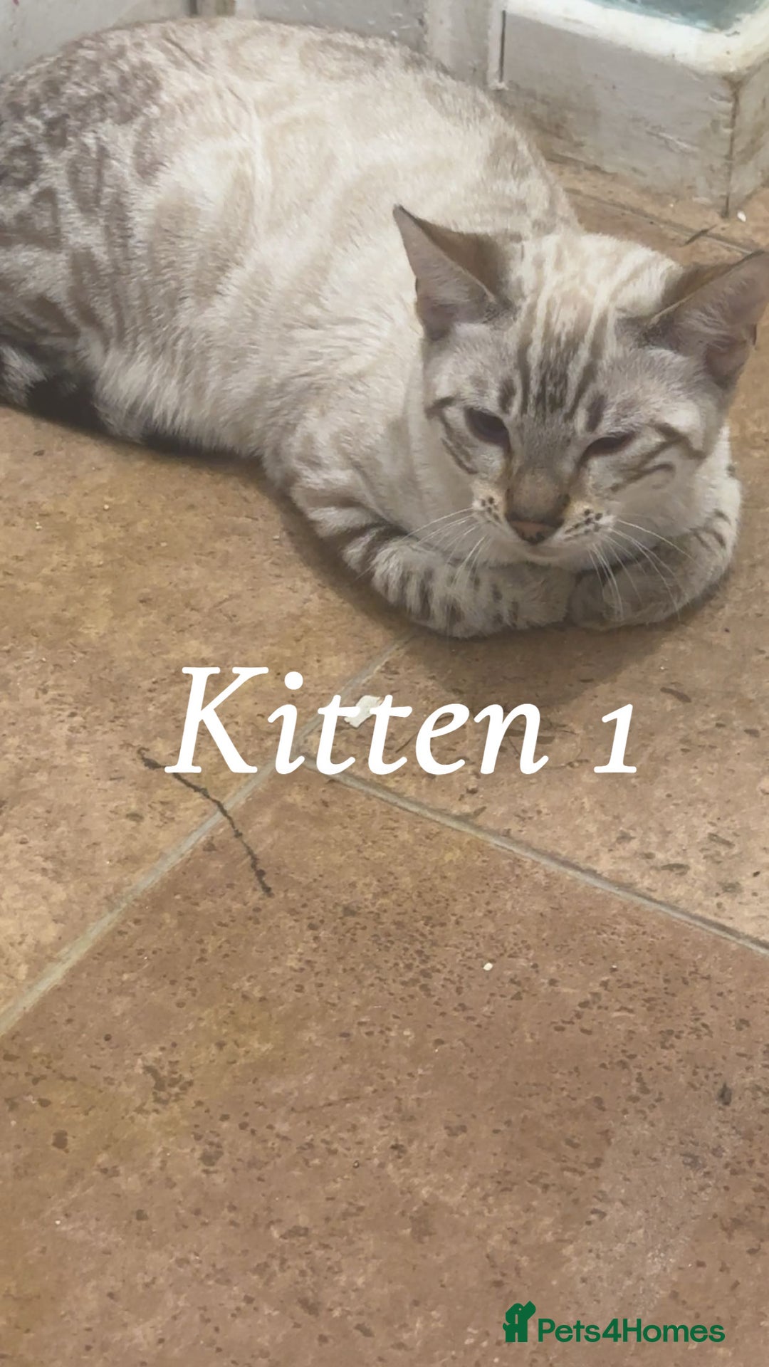 Bengal cats for sale: Stunning 3 quarter Bengals from Champion lines - Image 2