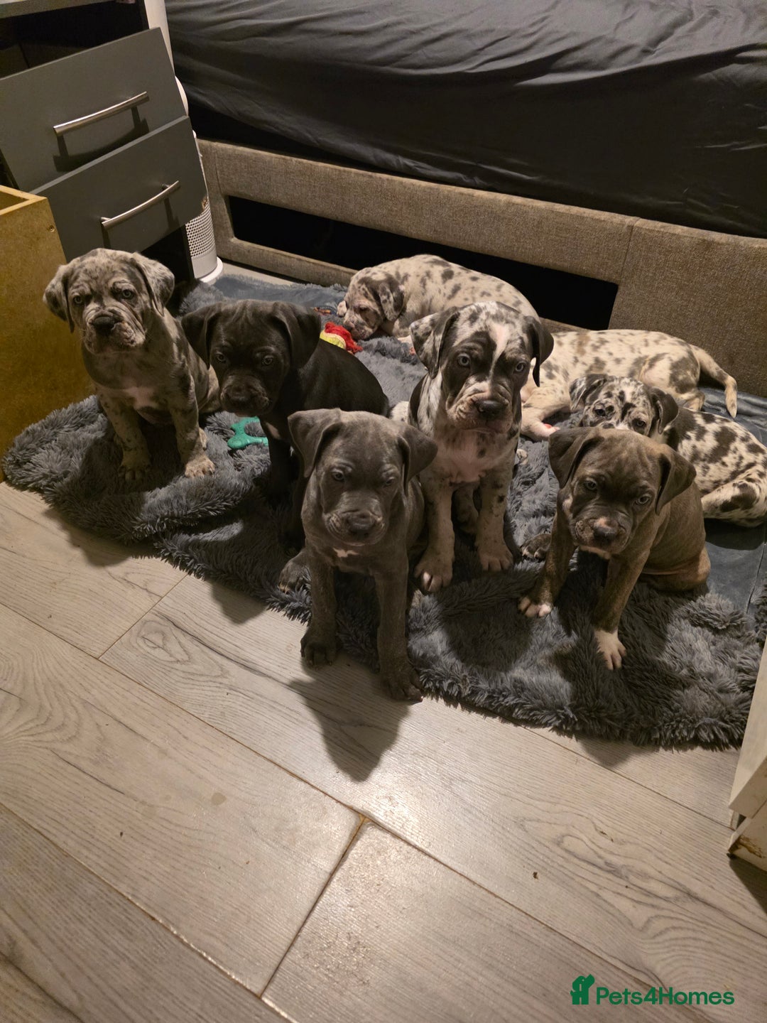 Cane Corso dogs for sale: Cane corso cross  - Advert 26