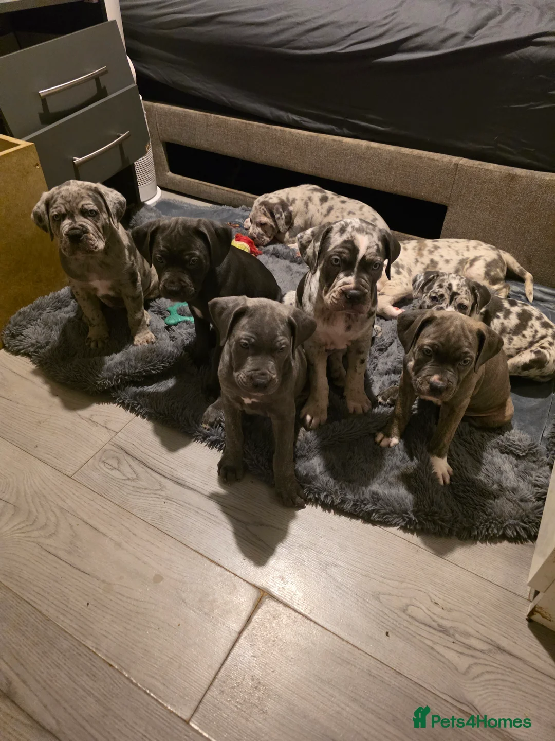 Cane Corso dogs for sale: Cane corso cross  - Advert 26