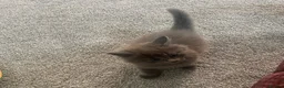British Longhair cats for sale: Beautiful grey tabby kitten - Advert 3