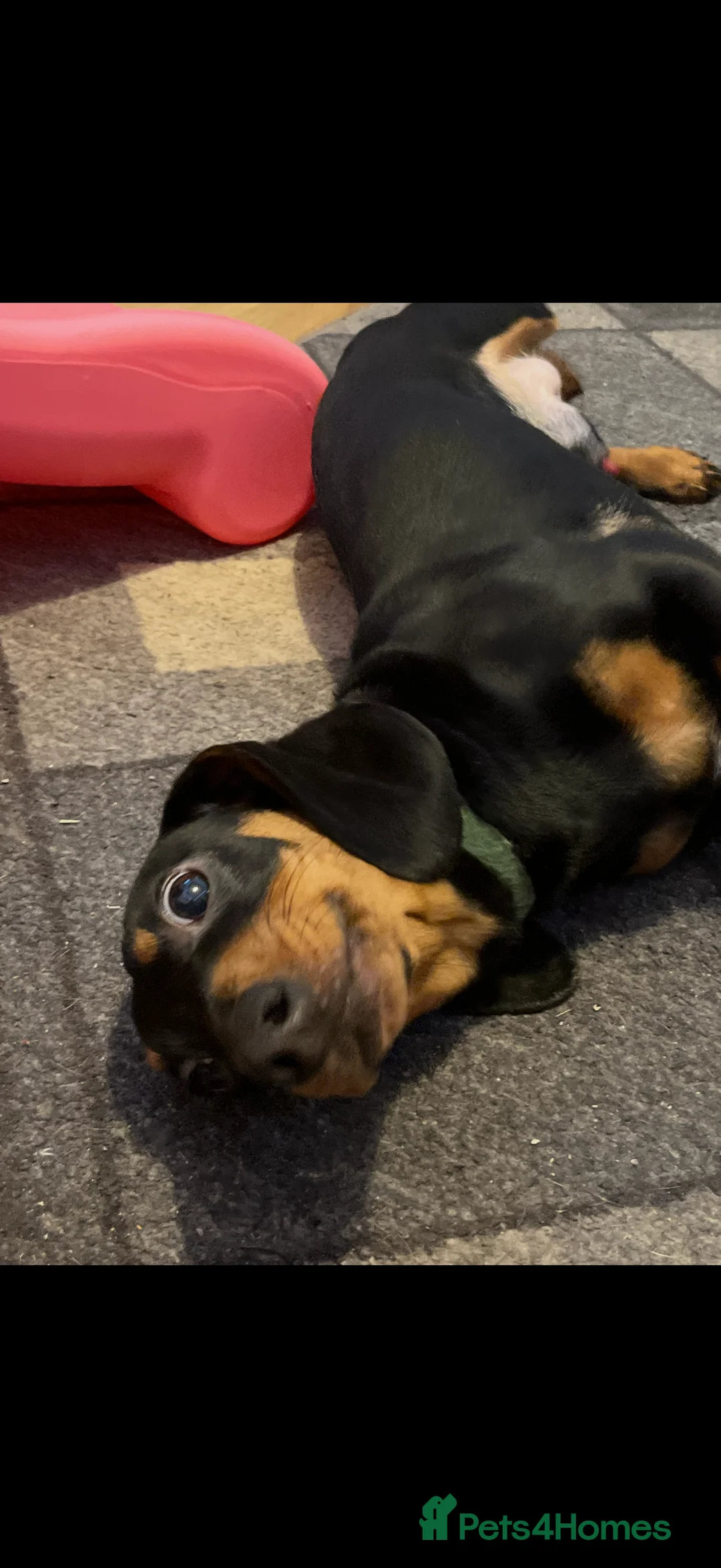Dachshund dogs for sale: 8 month old male sausage dog - Advert 1