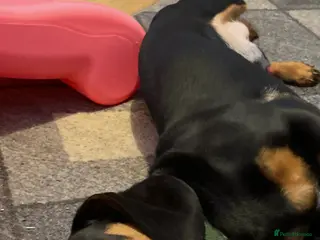 Dachshund dogs 8 month old male sausage dog - Advert 14