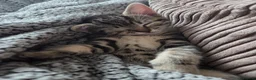 Mixed Breed cats for sale: One female tabby - Advert 4