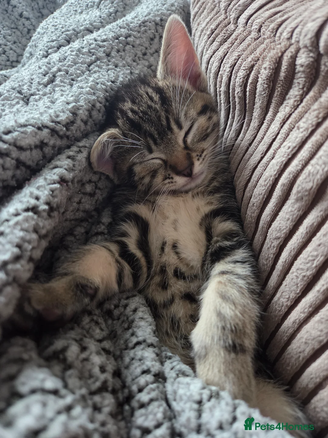 Mixed Breed cats for sale: One female tabby - Advert 4