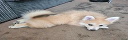 Pomsky dogs for sale: Stunning Pomsky Puppies  in Worthing - Advert 9