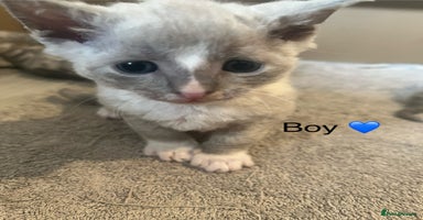 British Shorthair cats - Advert 14