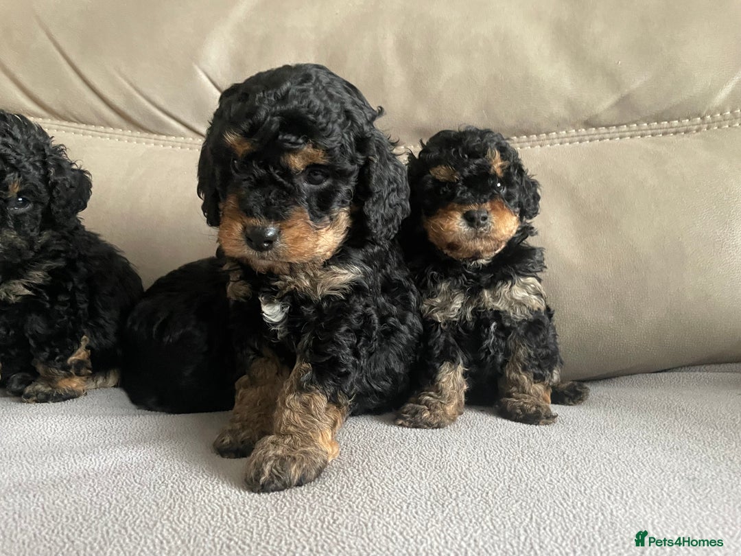 Cavapoo dogs for sale: ⭐ adorable Cavapoo’s ⭐  - Advert 7