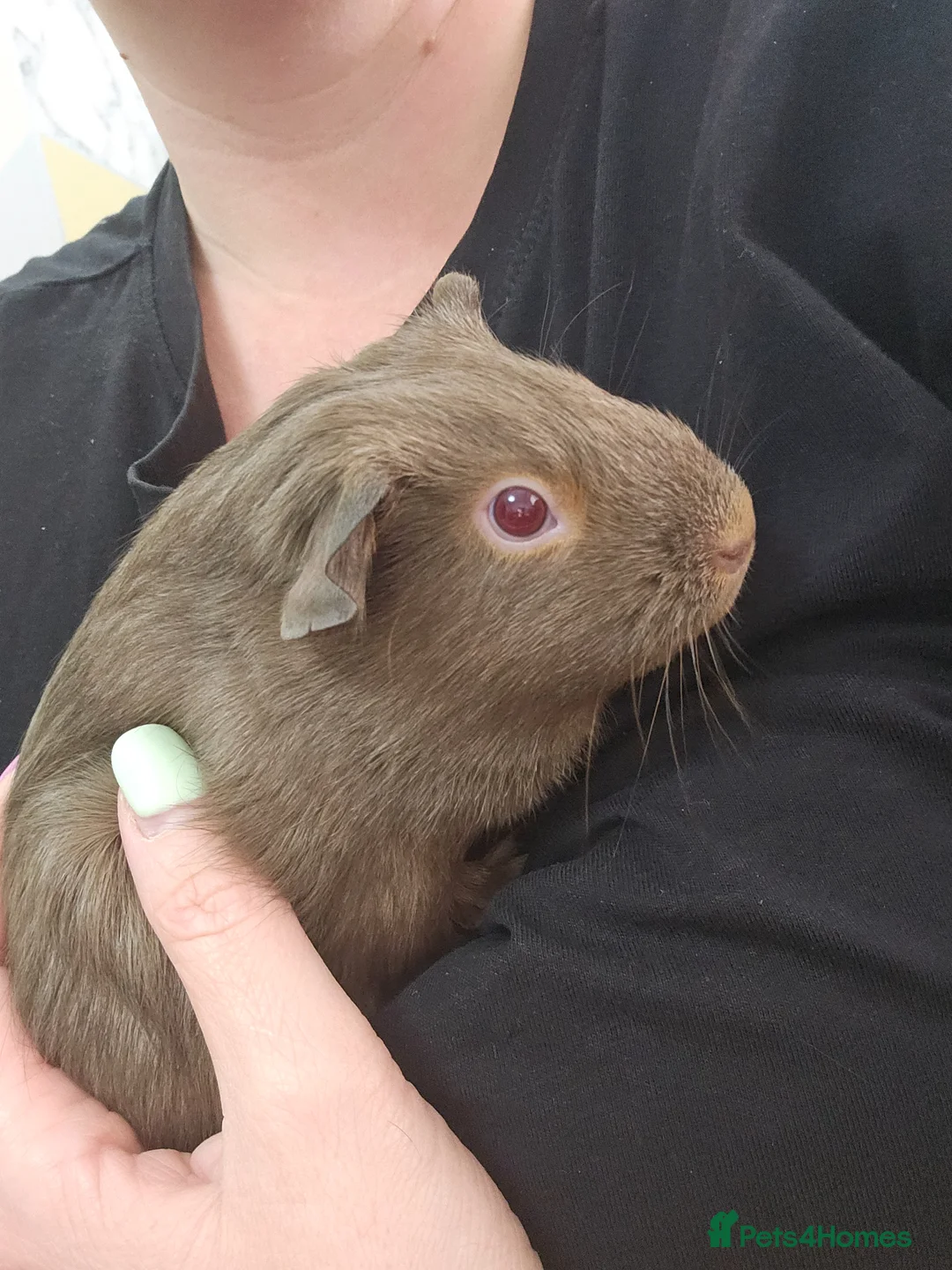 Guinea Pig rodents for sale: Three sows with Complete set up - Advert 1
