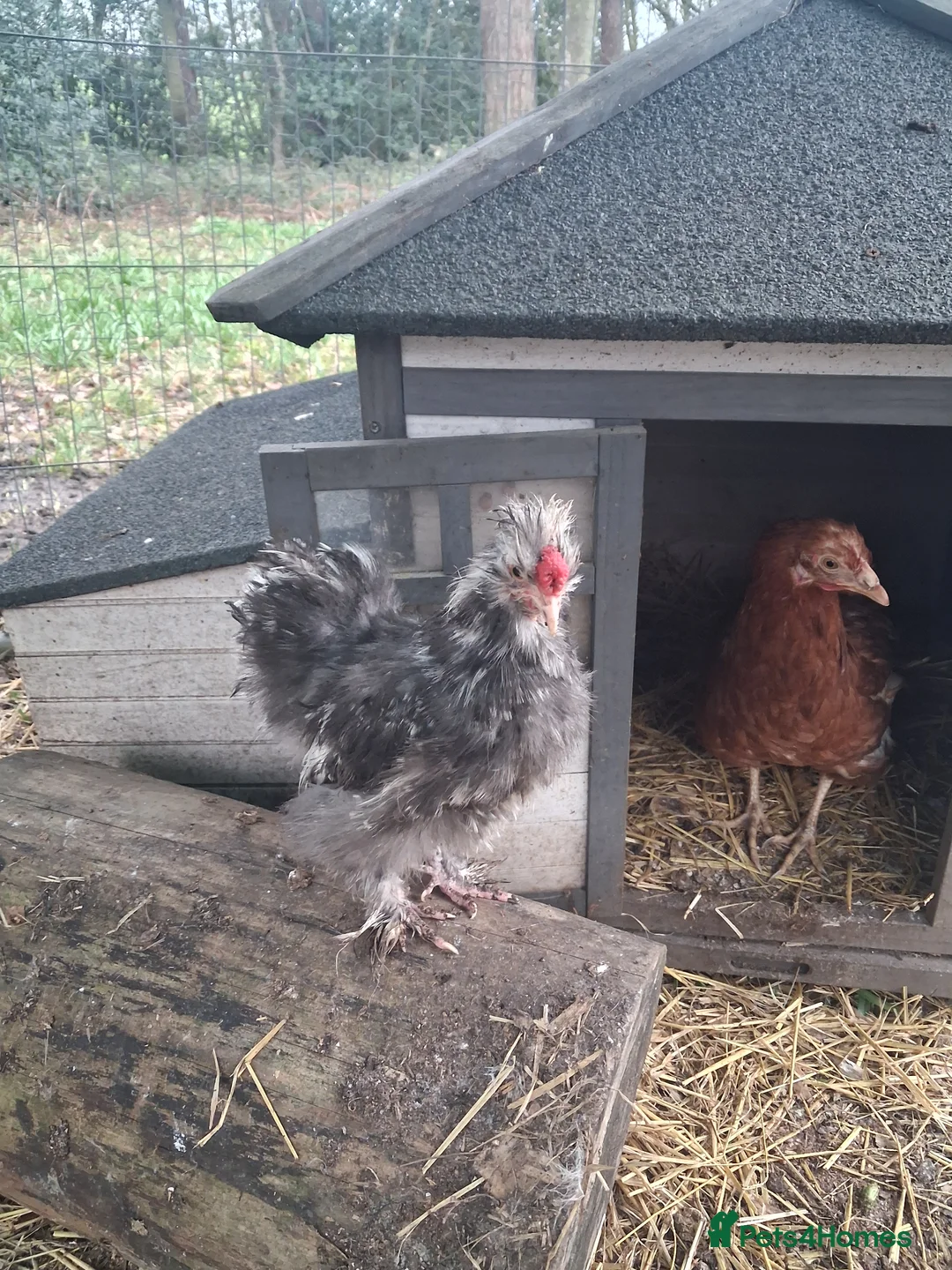 Chickens poultry for sale: Mixed Breed Cockerels and Silkie Cockerels - Advert 1