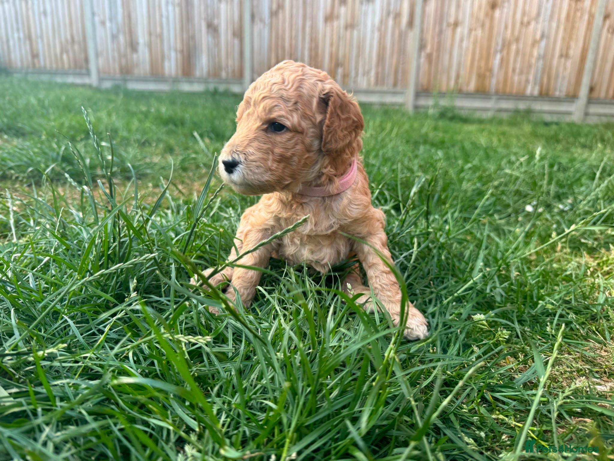 Goldendoodle dogs for sale: Stunning Goldendoodle Puppies in Herne Bay - Advert 10