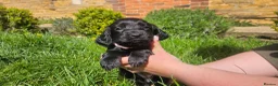 Cocker Spaniel dogs for sale: Meet lady's beautiful cocker spaniel puppies in Nottingham - Advert 15