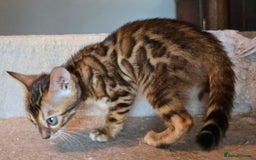 Bengal cats for sale: Registered Pure Bengal Babies Browns and Blues  - Image 1