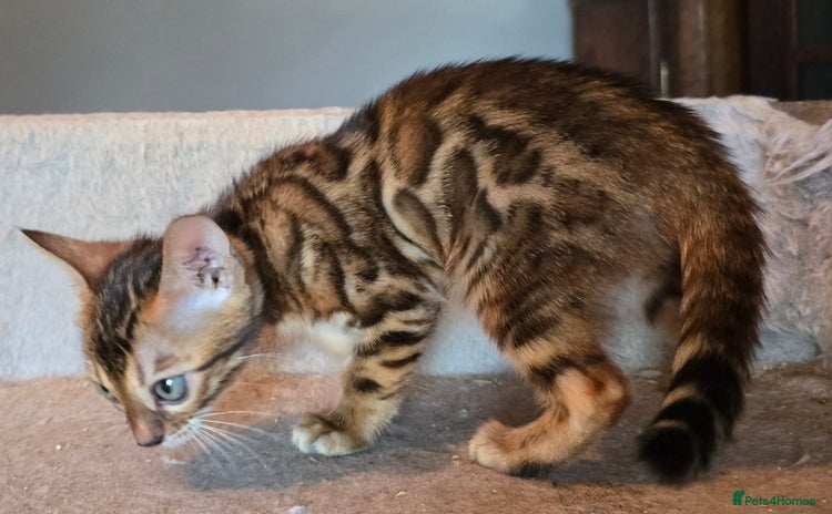 Bengal cats - Advert 4