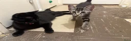 Mixed Breed cats for sale: Domestic Kittens - One Tabby, One Black/Dark Brown - Advert 2