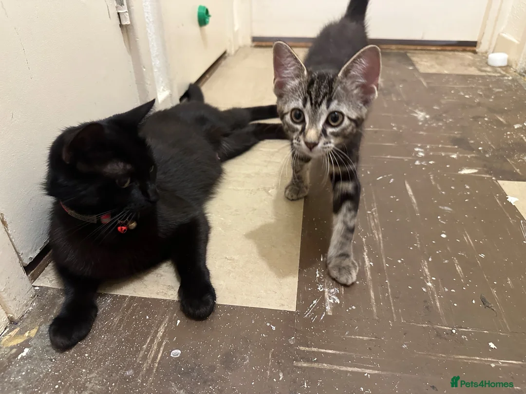 Mixed Breed cats for sale: Domestic Kittens - One Tabby, One Black/Dark Brown - Advert 2