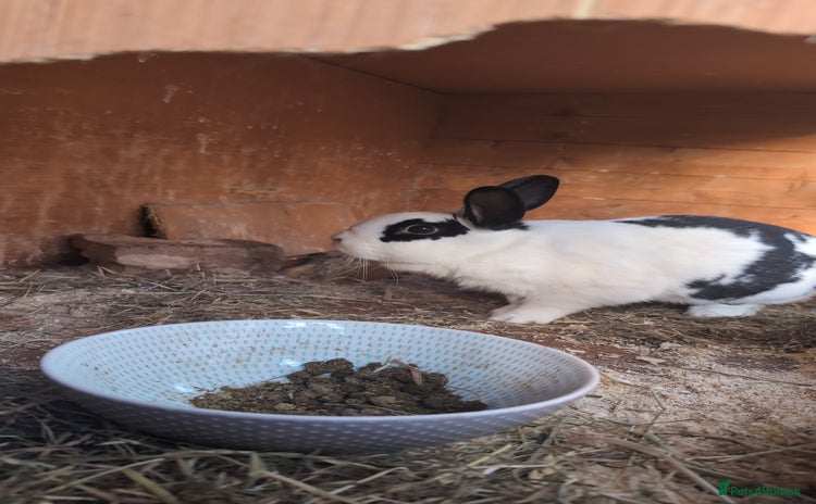Mixed Breed rabbits for sale - Advert 2