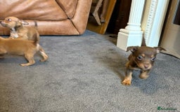 Jack Russell dogs for sale: Beautiful miniature jack russell puppies  - Image 28