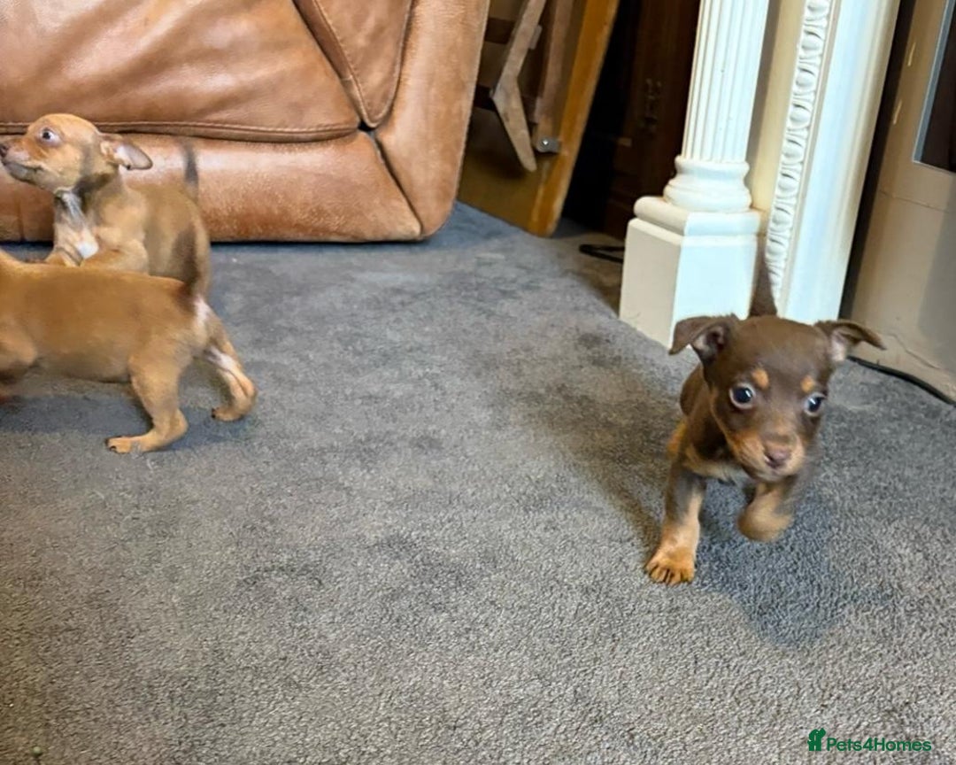 Jack Russell dogs for sale: Beautiful miniature jack russell puppies  - Image 28