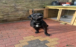 Cane Corso dogs for sale: Cane corso for sale - Image 4