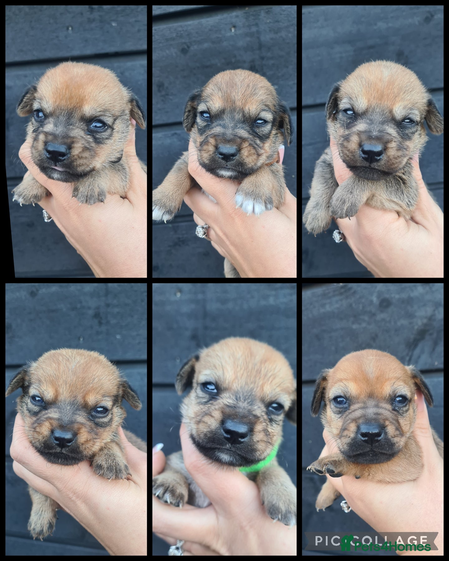 Mixed Breed dogs Patterjack x daxies pups available  - Advert 1