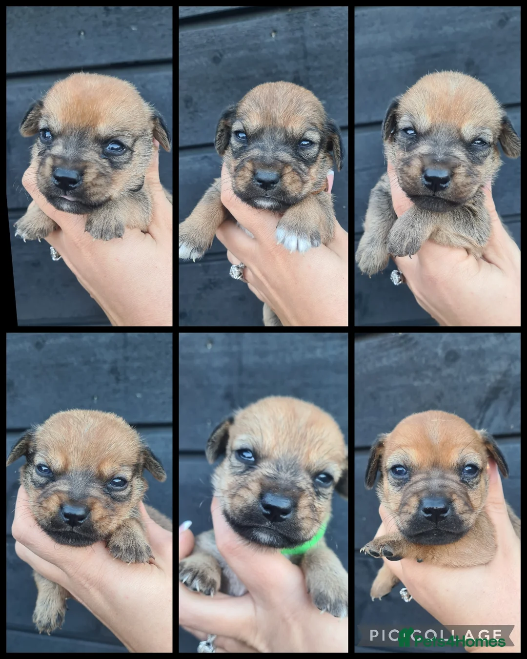 Mixed Breed dogs for sale: Patterjack x daxies pups 1 girl left ready now - Advert 2