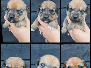 Mixed Breed dogs Patterjack x daxies pups 3 boys 1 girl left - Advert 3