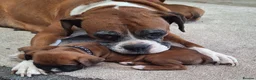 Boxer dogs for sale: Boxer puppies kc registered 5 star council licence - Advert 11
