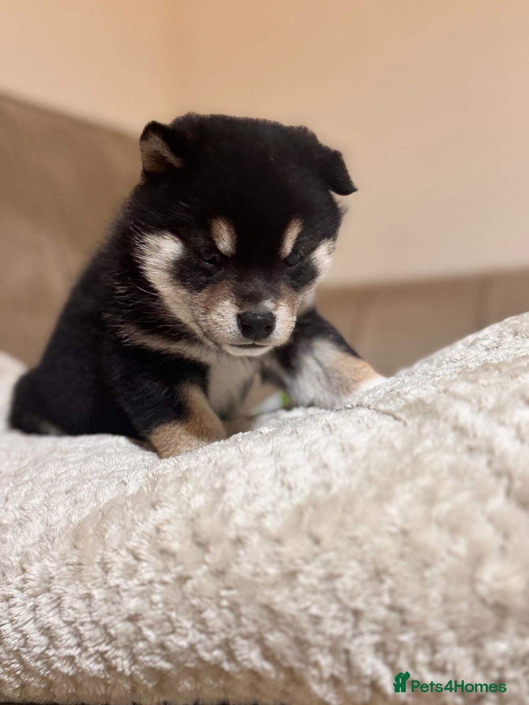 Japanese Shiba Inu dogs for sale: Health tested Japanese Shiba Inu  - Advert 7