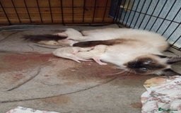 British Longhair cats for sale: Ragdoll kittens  - Image 5
