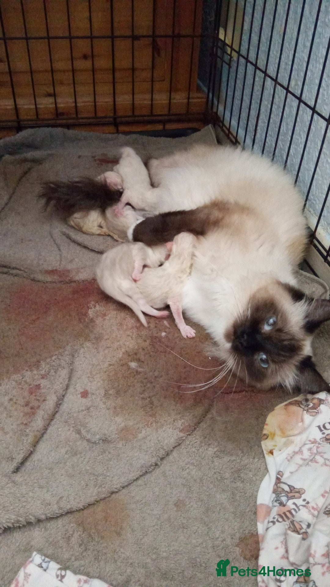 British Longhair cats for sale: Ragdoll kittens  - Image 5