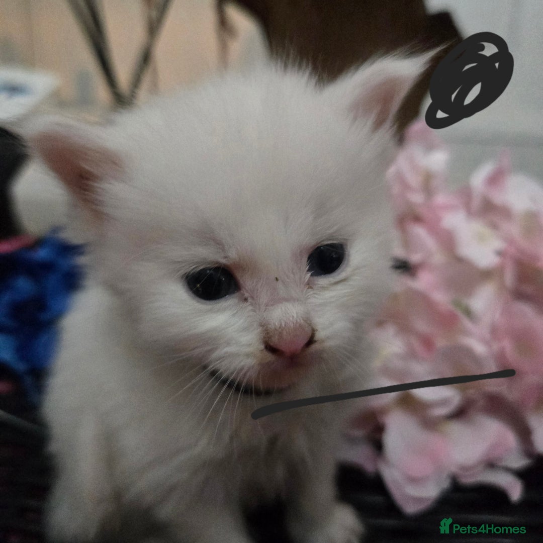 Maine Coon cats for sale: Champion russian Maine coon kittens - Advert 25