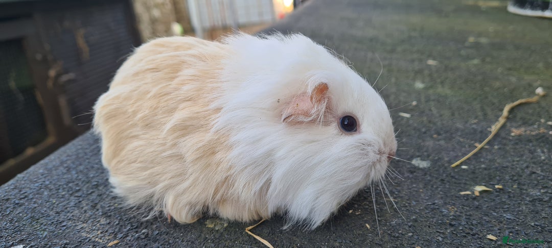 Guinea Pig rodents for sale: Pure Sheltie Male guinea pigs  - Image 13
