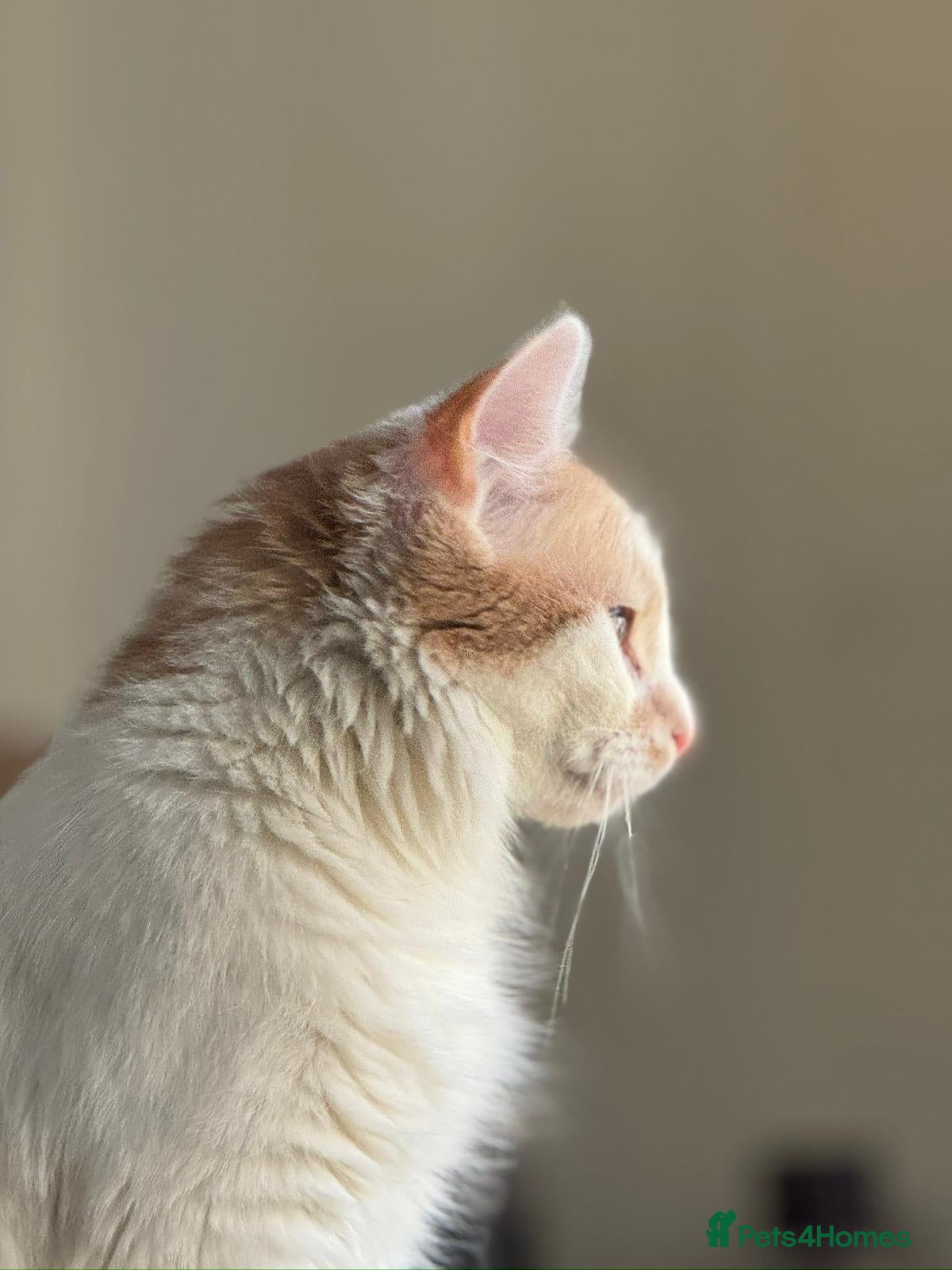 Mixed Breed cats Gorgeous Long-Haired Indoor Cat Friendly & Trained - Advert 1