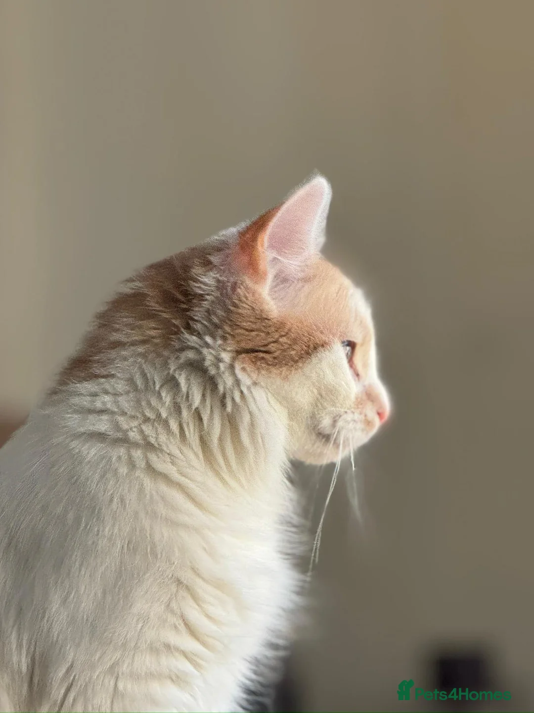 Mixed Breed cats for sale: Gorgeous Long-Haired Indoor Cat Friendly & Trained in Edinburgh - Advert 1