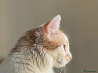 Mixed Breed cats Gorgeous Long-Haired Indoor Cat Friendly & Trained - Advert 1