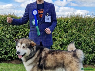 Alaskan Malamute dogs in Darwen - Advert 4