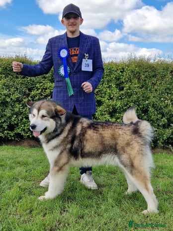 Alaskan Malamute dogs in Darwen - Advert 1