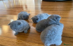 British Shorthair cats for sale: Fluffy sweet and cuddled BSH for great homes - Image 5