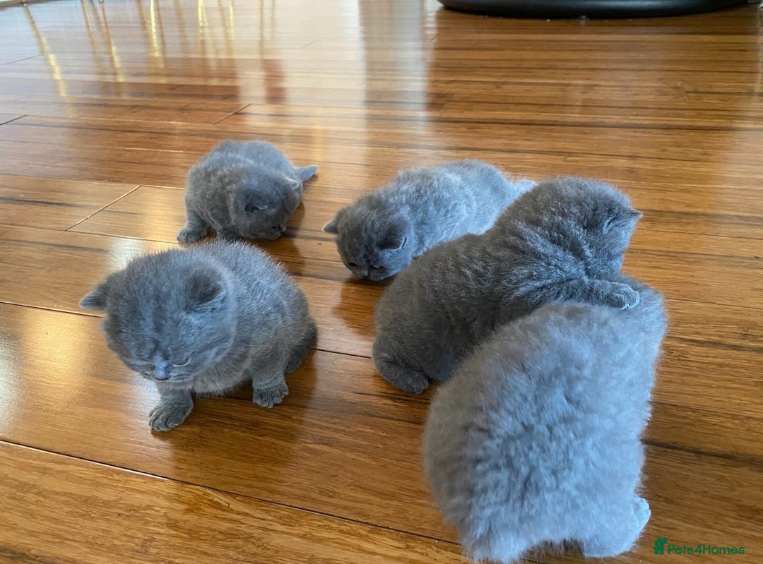 British Shorthair cats for sale: Fluffy sweet and cuddled BSH for great homes - Image 5