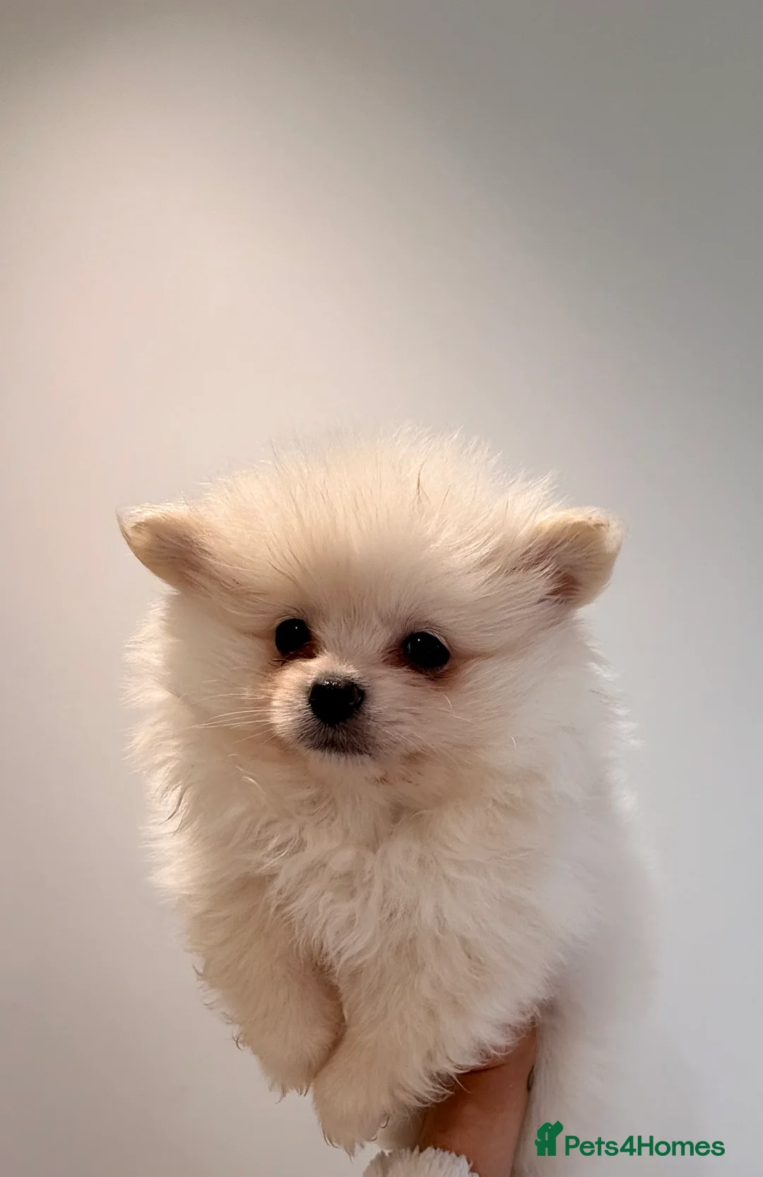 Pomeranian dogs for sale: 3 beautiful creamy/white Pomeranian puppies - Advert 19