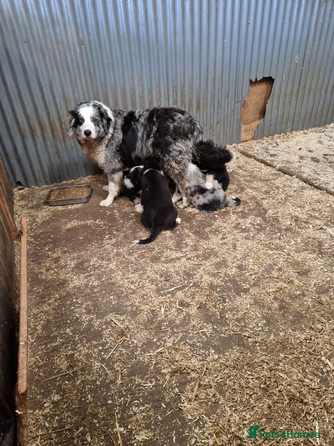 Border Collie dogs for sale: Beautiful  border collie pups - Advert 4