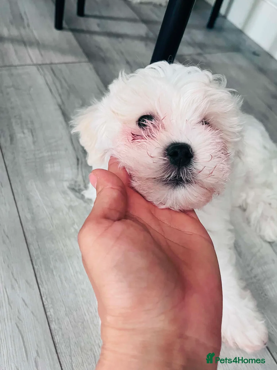 Maltese dogs for sale: Puppi  in Crewe - Advert 2