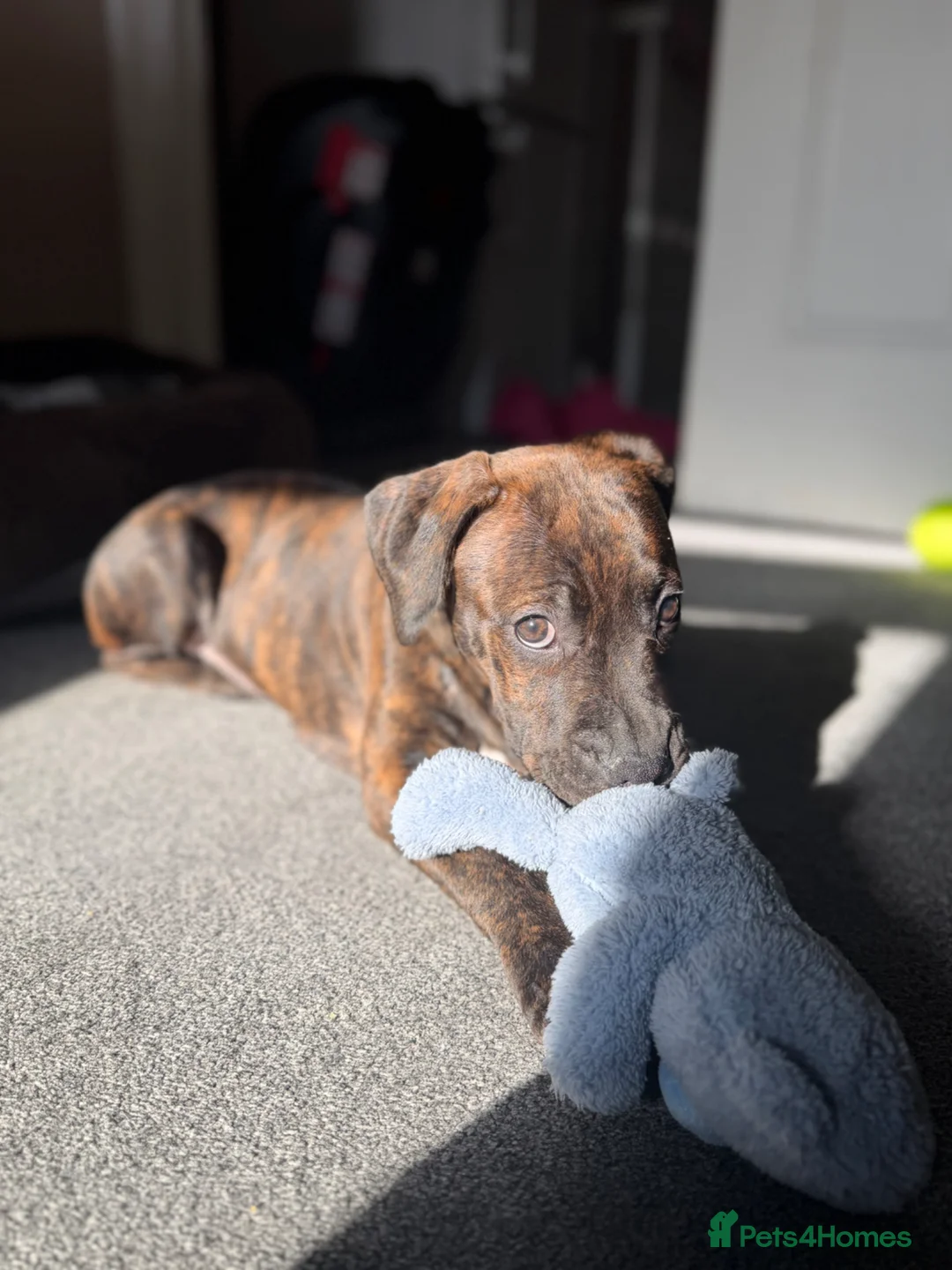 Staffordshire Bull Terrier dogs for sale: Rocco - Advert 2