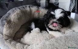 Shih Tzu dogs for sale: SHIH TZU GIRL and BOY PUPPIES TRICOLOUR READY NOW - Image 7