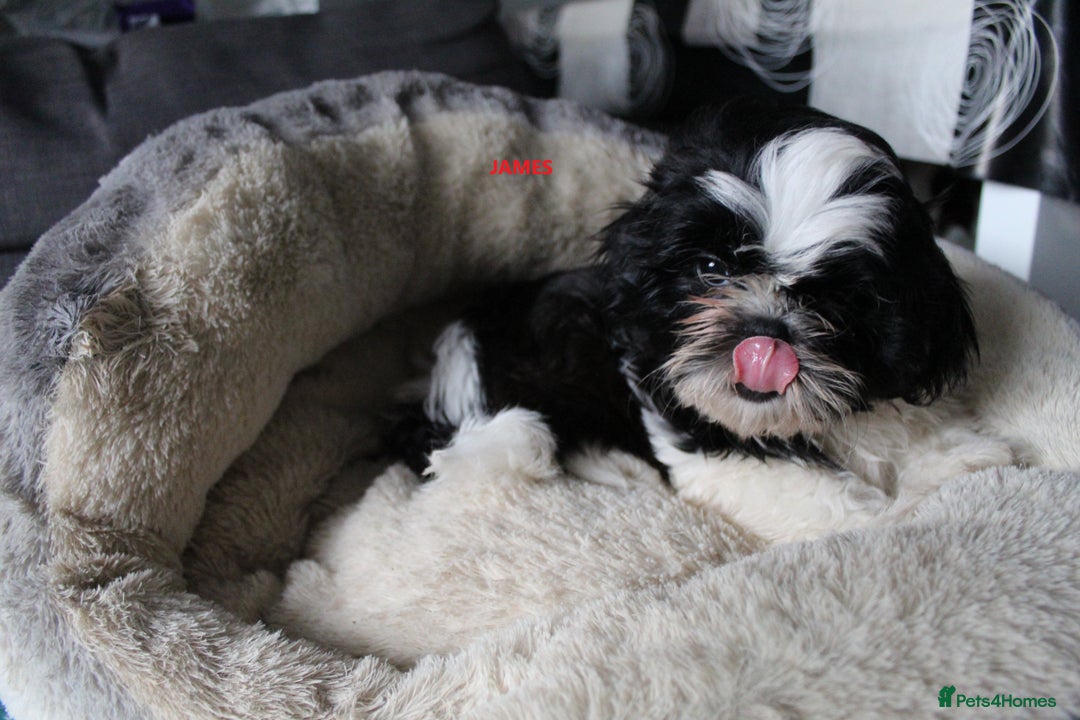 Shih Tzu dogs for sale: SHIH TZU GIRL and BOY PUPPIES TRICOLOUR READY NOW - Image 7
