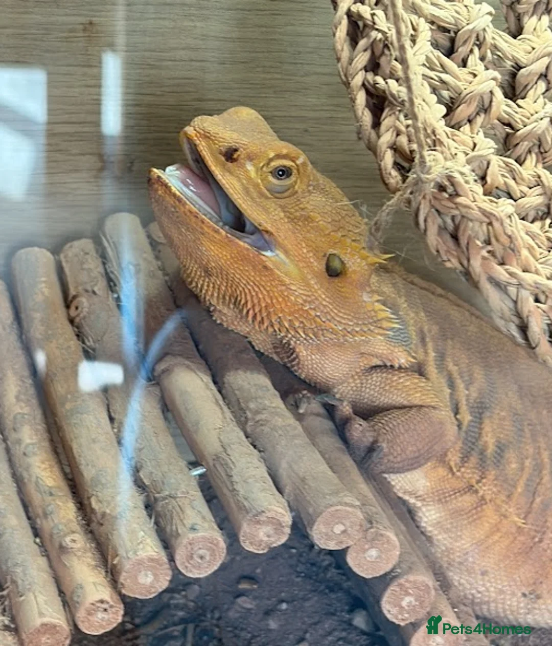 Bearded Dragon reptiles for sale: Bearded Dragon-Pet Lizard Seeking Loving New Homes in Ledbury - Advert 2
