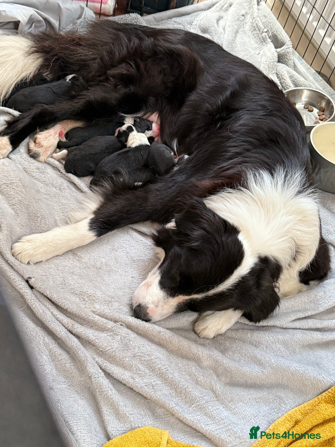 Border Collie dogs for sale: Beautiful border collie puppies  - Image 5